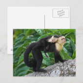 Volwassen capuchin-aap die Baby op de rug draagt Briefkaart (Voorkant / Achterkant)