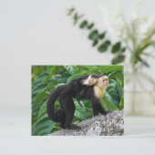 Volwassen capuchin-aap die Baby op de rug draagt Briefkaart (Staand voorkant)