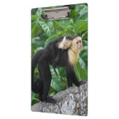 Volwassen capuchin-aap die Baby op de rug draagt Klembord (Links)