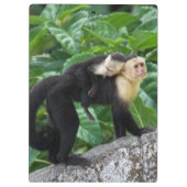 Volwassen capuchin-aap die Baby op de rug draagt Klembord (Achterkant)