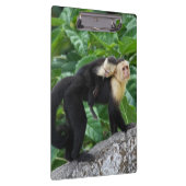 Volwassen capuchin-aap die Baby op de rug draagt Klembord (Rechts)