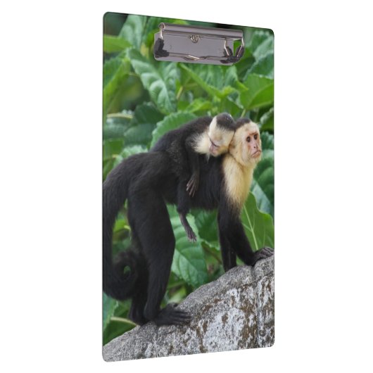 Volwassen capuchin-aap die Baby op de rug draagt Klembord (Rechts)