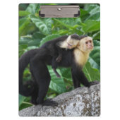 Volwassen capuchin-aap die Baby op de rug draagt Klembord (Voorkant)