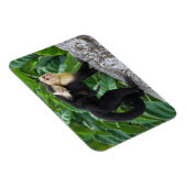 Volwassen capuchin-aap die Baby op de rug draagt Magneet (Rechterzijde)