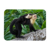 Volwassen capuchin-aap die Baby op de rug draagt Magneet (Horizontaal)