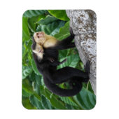 Volwassen capuchin-aap die Baby op de rug draagt Magneet (Verticaal)
