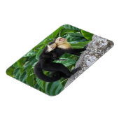 Volwassen capuchin-aap die Baby op de rug draagt Magneet (Linkerzijde)
