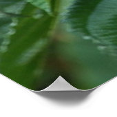 Volwassen capuchin-aap die Baby op de rug draagt Poster (Hoek)