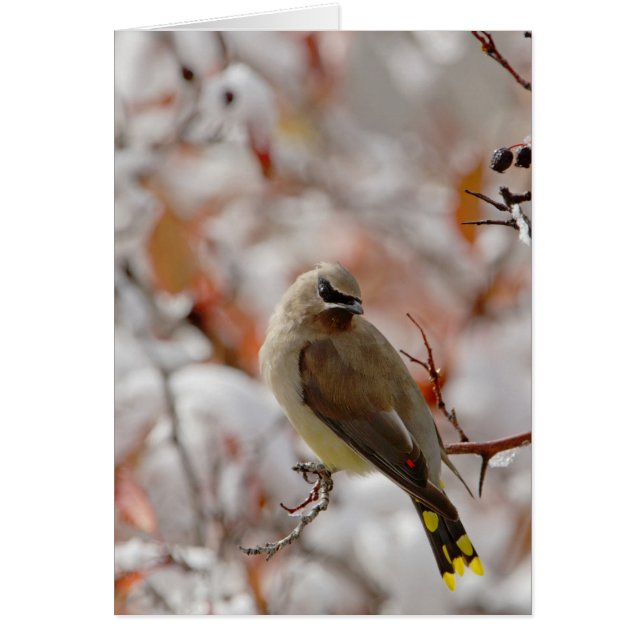 Volwassen Cedar Waxwing op doorn met sneeuw (Voorkant)