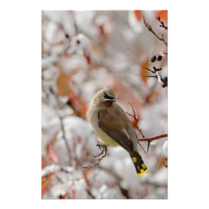 Volwassen Cedar Waxwing op doorn met sneeuw Foto Afdruk