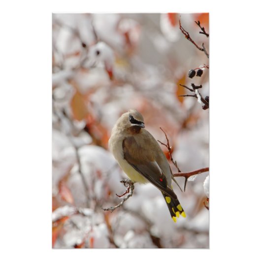 Volwassen Cedar Waxwing op doorn met sneeuw Foto Afdruk (Voorkant)