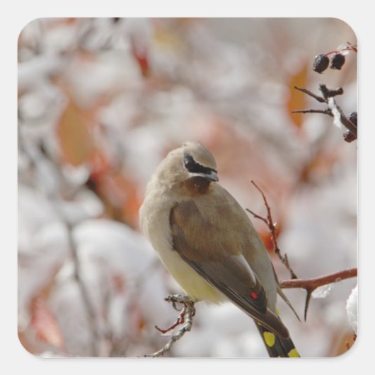 Volwassen Cedar Waxwing op doorn met sneeuw Vierkante Sticker (Voorkant)