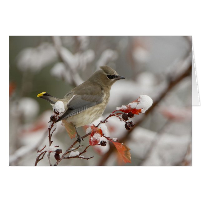 Volwassen Cedar Waxwing op meidoorn met sneeuw (Voorkant Horizontaal)