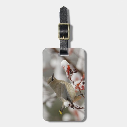 Volwassen Cedar Waxwing op meidoorn met sneeuw Bagagelabel (Voorkant verticaal)