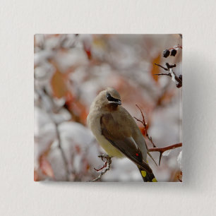Volwassen cederpestvogel op meidoorn met sneeuw, vierkante button 5,1 cm