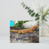 Volwassen dradendrager briefkaart (Staand voorkant)