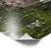 Volwassen en jonge zwanen foto afdruk (Hoek)