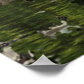 Volwassen en jonge zwanen poster (Hoek)