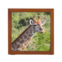 Volwassen Giraffe gezicht en nek