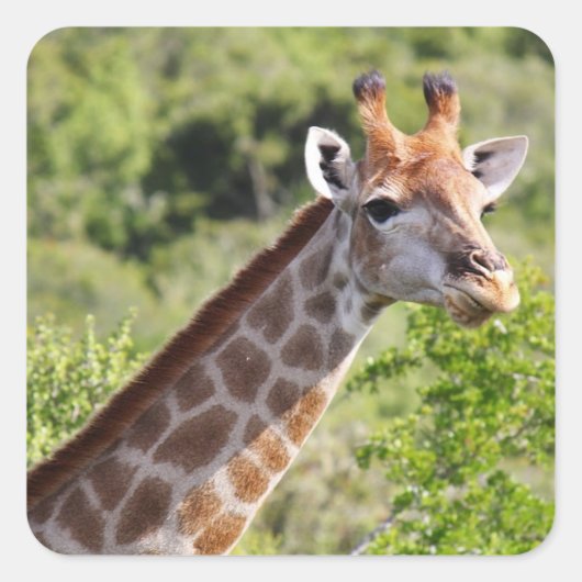 Volwassen Giraffe gezicht en nek Vierkante Sticker (Voorkant)