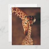 Volwassen Giraffe met kalf (Giraffa camelopardalis Briefkaart (Voorkant / Achterkant)