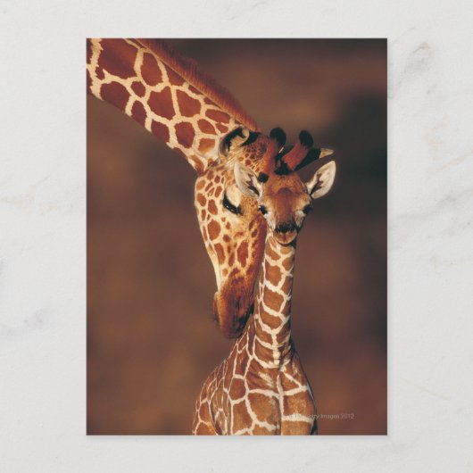 Volwassen Giraffe met kalf (Giraffa camelopardalis Briefkaart (Voorkant)
