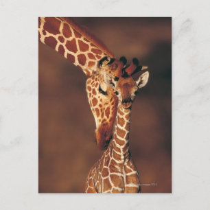 Volwassen Giraffe met kalf (Giraffa camelopardalis Briefkaart