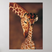 Volwassen Giraffe met kalf (Giraffa camelopardalis Poster (Voorkant)