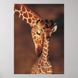 Volwassen Giraffe met kalf (Giraffa camelopardalis Poster