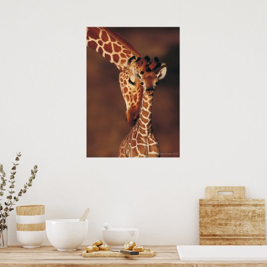 Volwassen Giraffe met kalf (Giraffa camelopardalis Poster (Keuken)