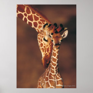 Volwassen Giraffe met kalf (Giraffa camelopardalis Poster