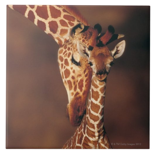 Volwassen Giraffe met kalf (Giraffa camelopardalis Tegeltje (Voorkant)