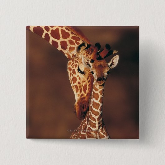 Volwassen Giraffe met kalf (Giraffa camelopardalis Vierkante Button 5,1 Cm (Voorkant)