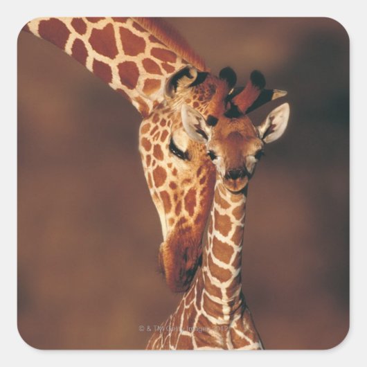 Volwassen Giraffe met kalf (Giraffa camelopardalis Vierkante Sticker (Voorkant)