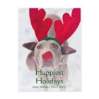 Volwassen hond Weimaraner die rode