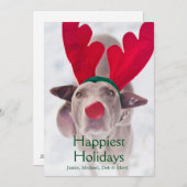 Volwassen hond Weimaraner die rode Feestdagenkaart (Voorkant / Achterkant)