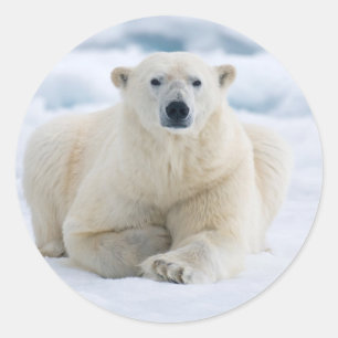 Volwassen ijsbeer op het zomerse pakijs ronde sticker