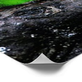 Volwassen kanaries zijn kleine vogels, ongeveer 12 poster (Hoek)