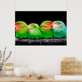 Volwassen kanaries zijn kleine vogels, ongeveer 12 poster (Keuken)