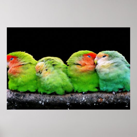 Volwassen kanaries zijn kleine vogels, ongeveer 12 poster (Voorkant)
