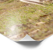 volwassen man wallaby australië fotoprint foto afdruk (Hoek)