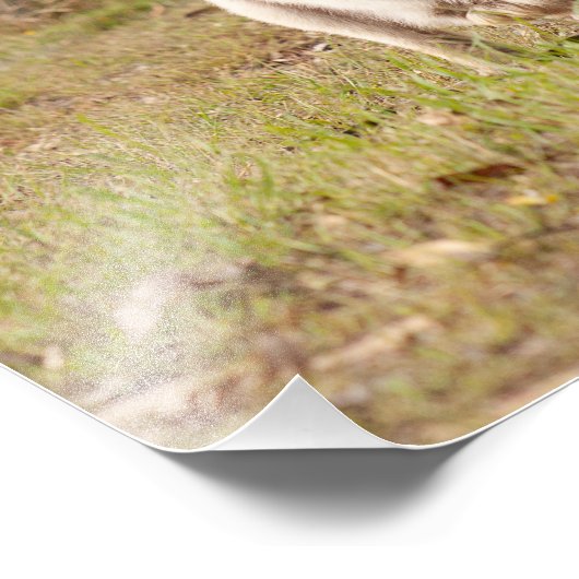 volwassen man wallaby australië fotoprint foto afdruk (Hoek)