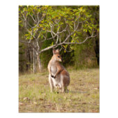 volwassen man wallaby australië fotoprint foto afdruk (Voorkant)