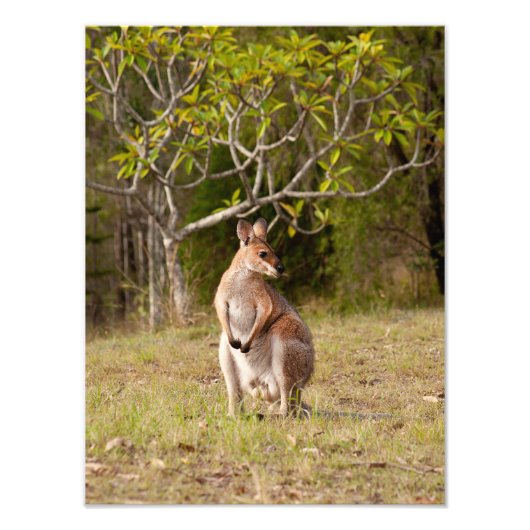 volwassen man wallaby australië fotoprint foto afdruk (Voorkant)