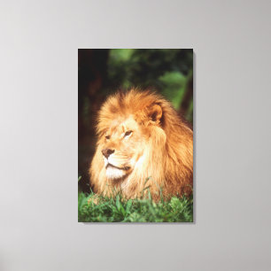 Volwassen mannelijke leeuw canvas afdruk