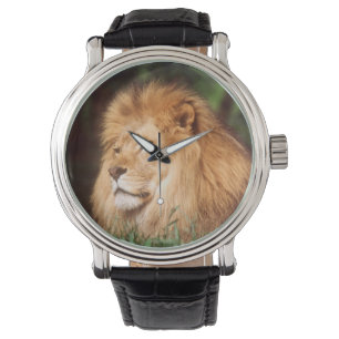 Volwassen mannelijke leeuw horloge