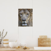 Volwassen mannelijke leeuw in de Sacramento-dieren Poster (Keuken)