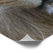 Volwassen mannelijke leeuw in de Sacramento-dieren Poster (Hoek)