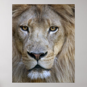 Volwassen mannelijke leeuw in de Sacramento-dieren Poster