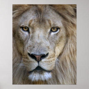 Volwassen mannelijke leeuw in de Sacramento-dieren Poster